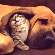 koksenenko10