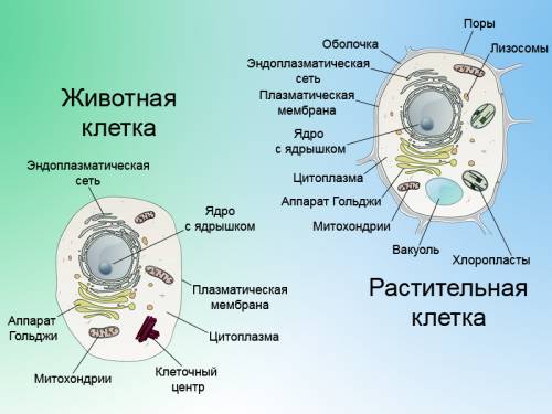 Таблица сходство и различия животных и растений и бактериальных клеток