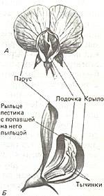 Киньте картинку цветка гороха с подписанными и разбираемыми частями цветка
