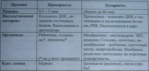 Сравнительная характеритика прокариотических и эукариотических клеток
