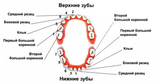 Найти схему зубов нам ее в виде картинки давали искала в интернете нету такой покидайте своих вариан