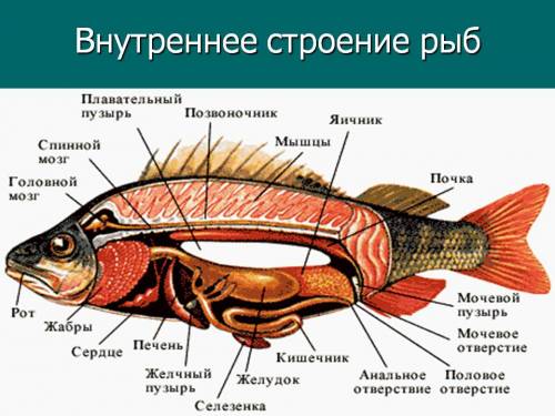 Напишите готовую л/р на тему внутренее строение рыбы надо книгу потерял в шк и незнаю как теперь быт