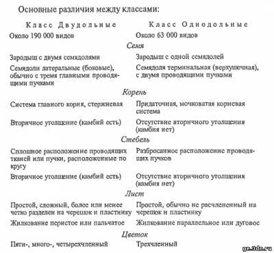 Назвать основные признаки однодольных и двудольных растений (гидра)