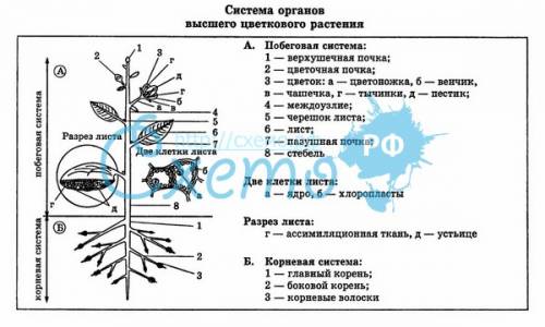 Заполнить таблицу.органы цветкового растения.сонин