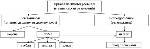 Заполнить таблицу.органы цветкового растения.сонин