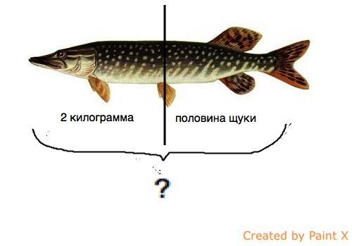 Щука важить 2 кг та ще половину своєї маси .яка маса щуки ?