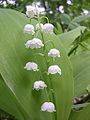 Можно перевод spotlight on russia finds out about the lily-of-the-valley 8 класс