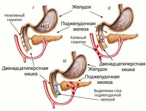 Гуморальная регуляция желудочного сокоотделения схема