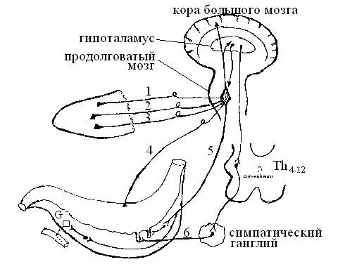 Гуморальная регуляция желудочного сокоотделения схема
