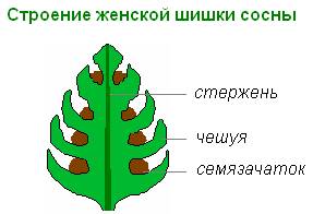 Чем различаются у сосны мужские и женские шишки