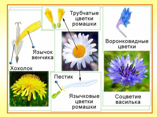 Как называется у ромашки по серединьке желтое