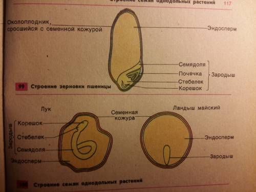 Много . легкое, только обьеснить как понять двудольные и однодольные орастения