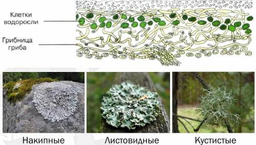 Какими особенностями обладает организм лишайника