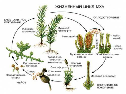 ответьте на вопросы) 1)что храниться в пластидах у водоросля 2) цветение водоемов зависит от каких в