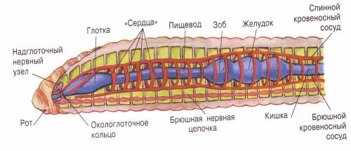 Нпишите продольный разрез тела кольчатого червя(полностью)