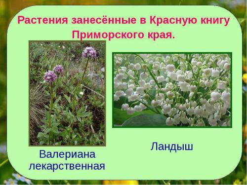 Какие растения занесены в красную книгу