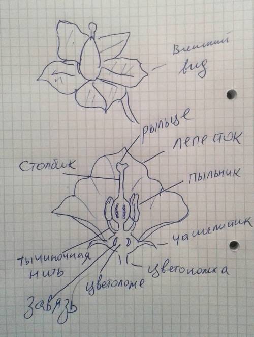 Нарисуйти цветок посленовых укажити особености его страения