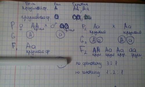 Голюзиготный томат с круглами скрестили стоматом , имеющим грушевидную форму плода.определить геноти