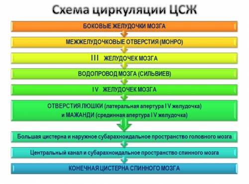 Назовите структуры участвующие в циркуляции ликвора в головном мозге