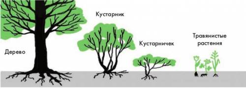 Определители жизненную форму(внешний вид,облик) любого цветкового растения - дерево,кустарник,травян