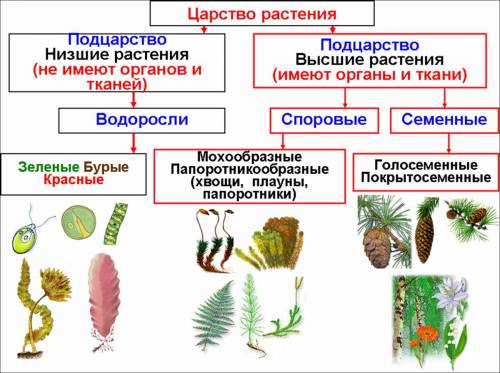Sos просто как нужно по биологи составить таблицу низшие и высшие растения и много клеточных и одно