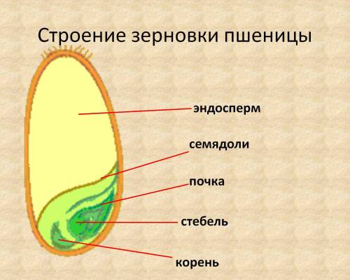 Рассмотрите и зарисуйте строение зародыша фасоли и пшеницы