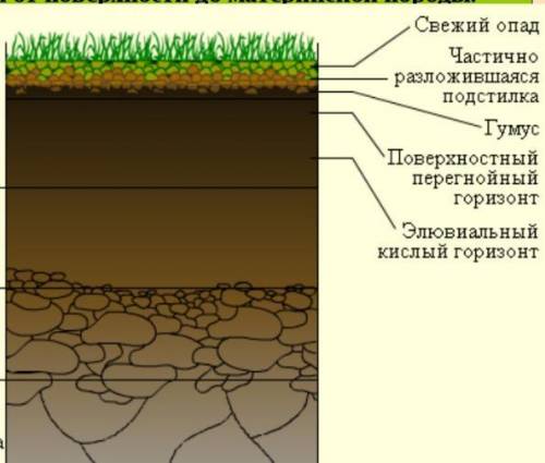 Самым верхним горизонтом почвы является