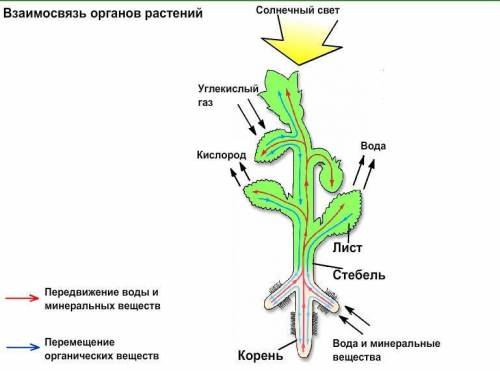 Вотличие от одноклеточных растений,где клетка - самостоятельное существо,жизнь клетки многоклеточног