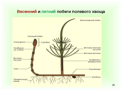 Чем отличается весенний стебель хвоща от летнего стебля