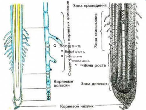 Определите обозначенные на рисунке зоны корня а) зона проведения б) корневой чехлик в) зона роста г)