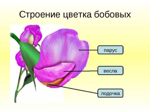 Строение бобовых скажите нужно для проекта.