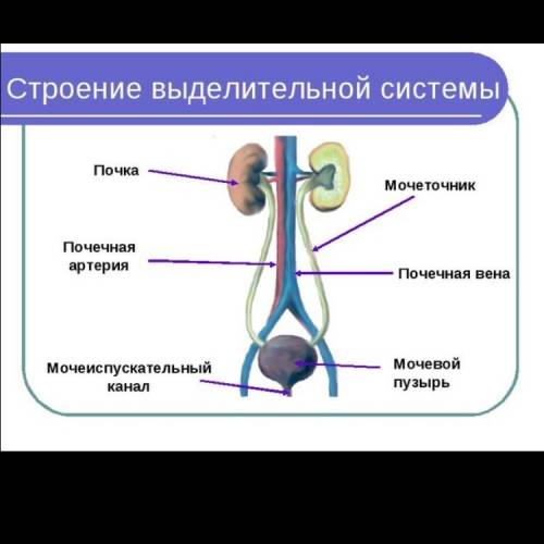 Почки это органы пищеварительной или выделительной системы?
