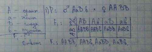 Плоды персиков бывают оранжевые и желтые, гладкие и пушистые. ген оранжевого цвета доминантный, ген