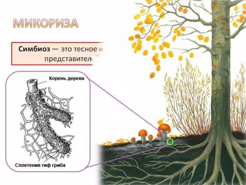 Охарактеризуйте функцию гриба в микоризе.можно ли её назвать паразитической (развернутый ответ)