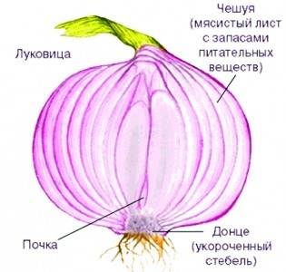 Влуковицах накапливаются питательные вещества ?