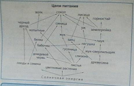 Растительный и животный мир тип лесной описание