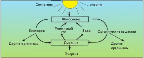 Подпишите под стрелочками и впишите в прямоугольники необходимые термины, и у вас получится схема, в