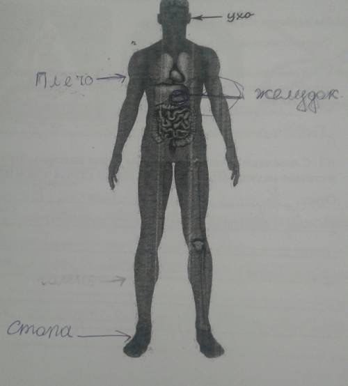 Внимательно рассмотри изображения тела человека.на рисунке стрелкой отмечен нос.покажи стрелками и п