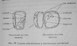 Строение листа двудольных и однодольных растений строение цветка двудольных и однодольных растений з