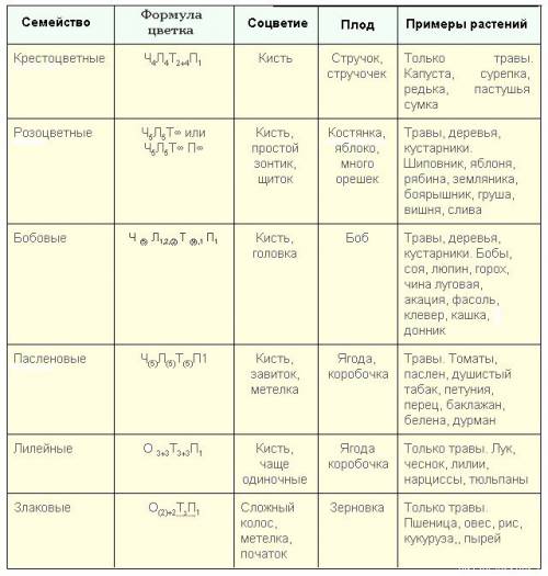 Расписать семейства (формула цветка, плод, соцветие, значение).