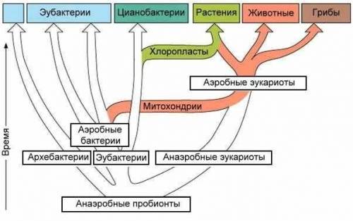 Составьте схему процесса возникновения грибов на земле. нарисуйте на листочке, отправьте !