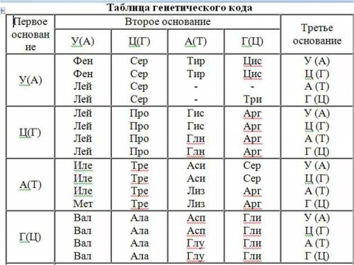 Назовите последовательные мономеры участка молекулы белка, который синтезируется на основе информаци