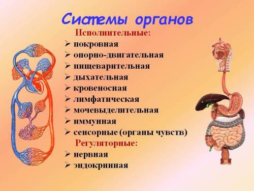 Подготовиться к диктанту по биологии по теме системы органов человека