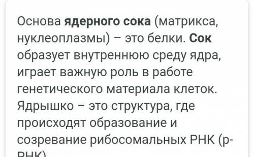 Какие функции у ядерной пластинки, ядерного сока, хроматина и ядрышка?