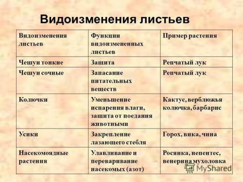Выписать видоизменения листьев, функции и примеры растений ! буду .