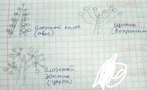 Охарактеризовать не менее 5 растений по следующему плану: тип соцветия, схема соцветия, пример расте