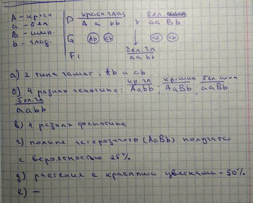 Удурмана красная окраска цветков (а) доминирует над белой, а шиповатые семенные коробочки (в) – над