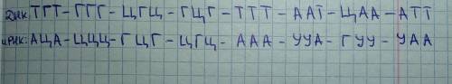 Пользуясь принципом комплементарности, напишите последовательность нуклеотидо второй цепи днк, если