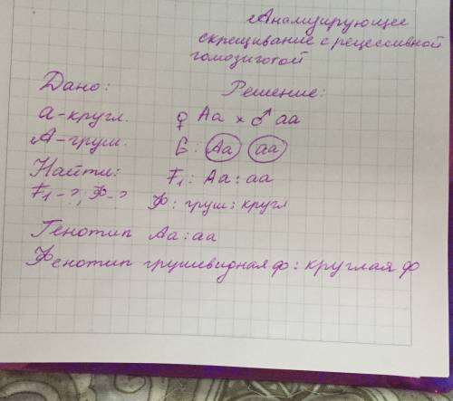 Гомозиготный томат с круглыми скрестили с томатом, имеющим грушевидную форму плода. каким будет пото