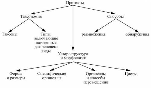 Составьте схему отрожающую классификацию протистов по типу питания
